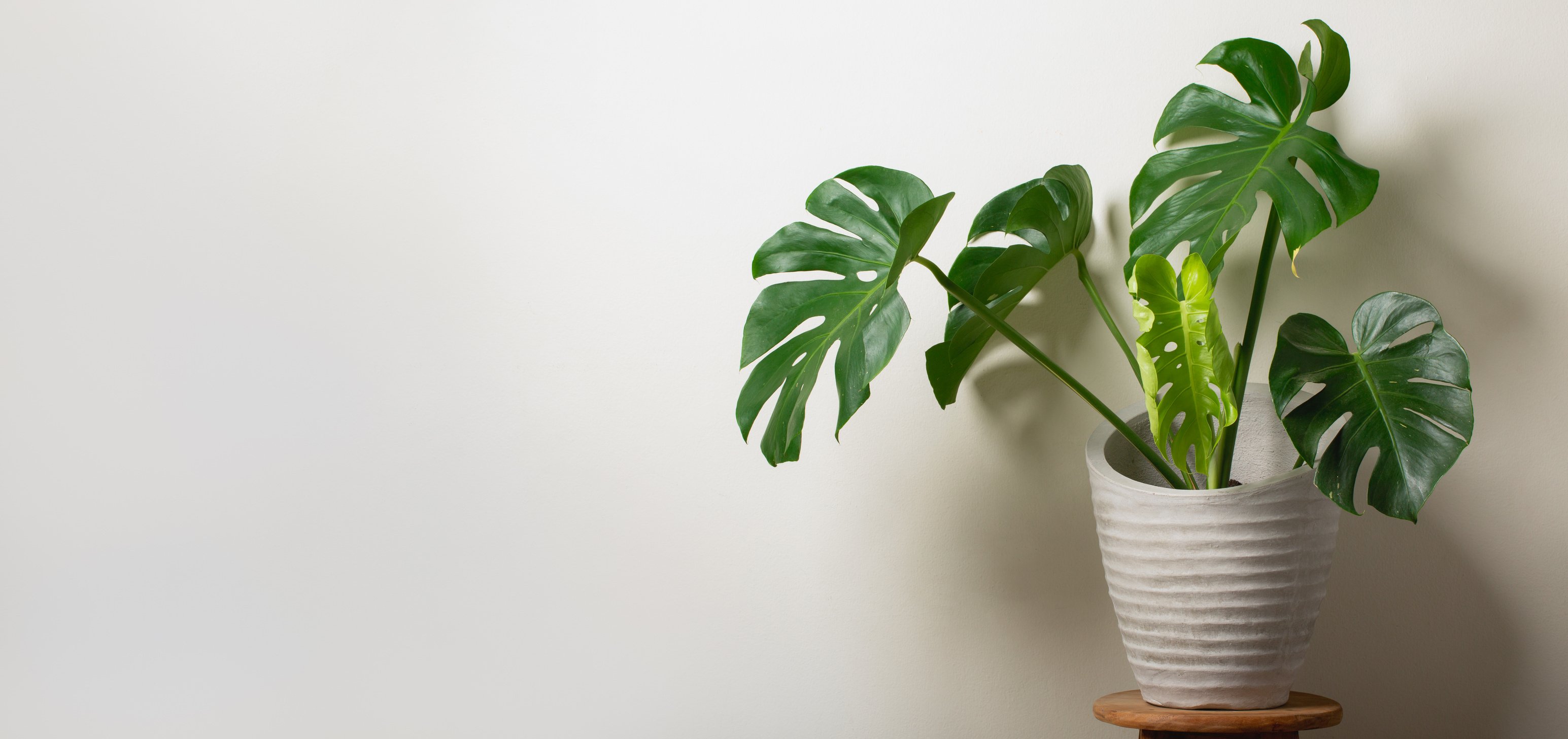 Monstera Plant on pot