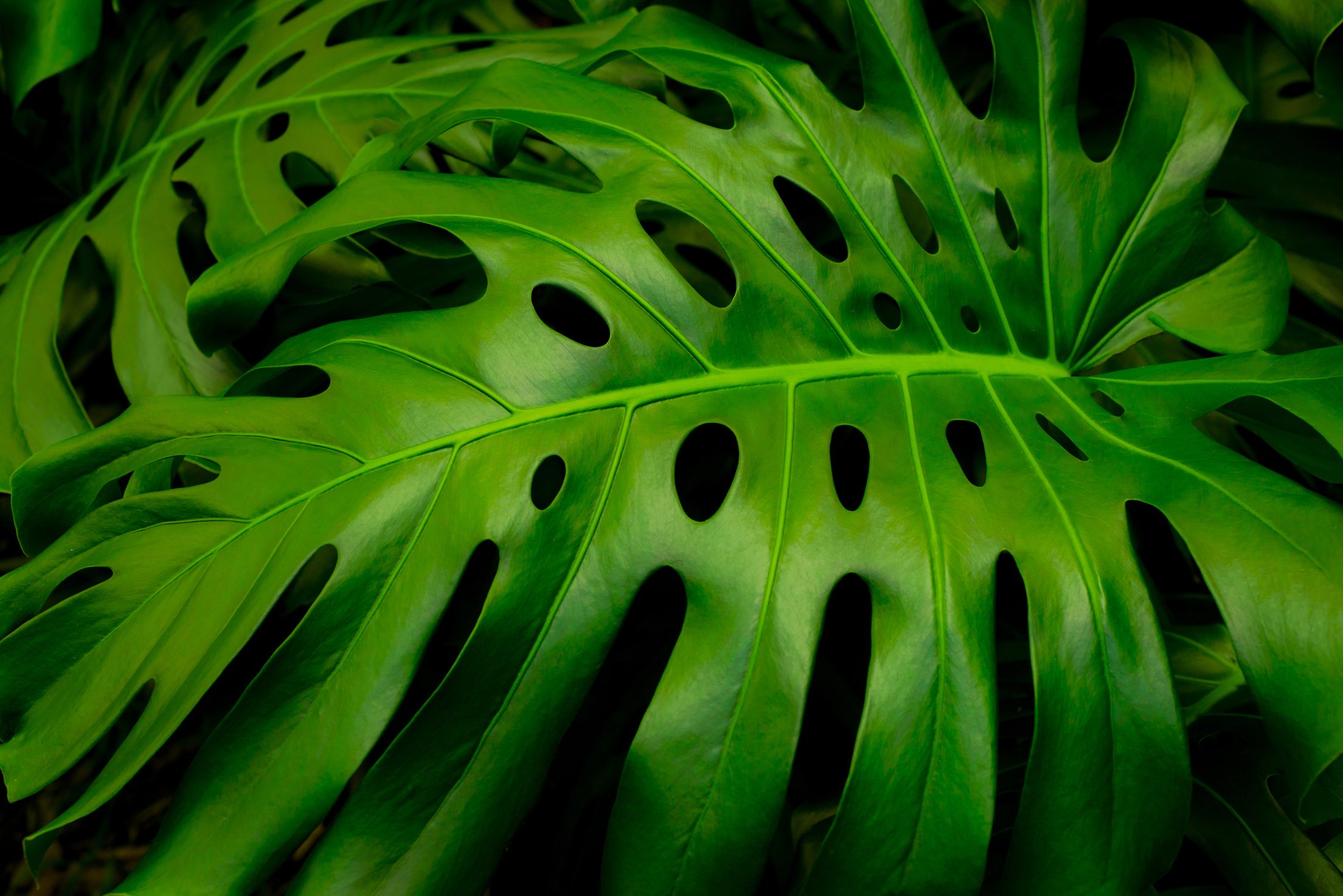 Close up of Monstera Deliciosa Plant Leaves